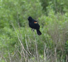 Red-winged Blackbird